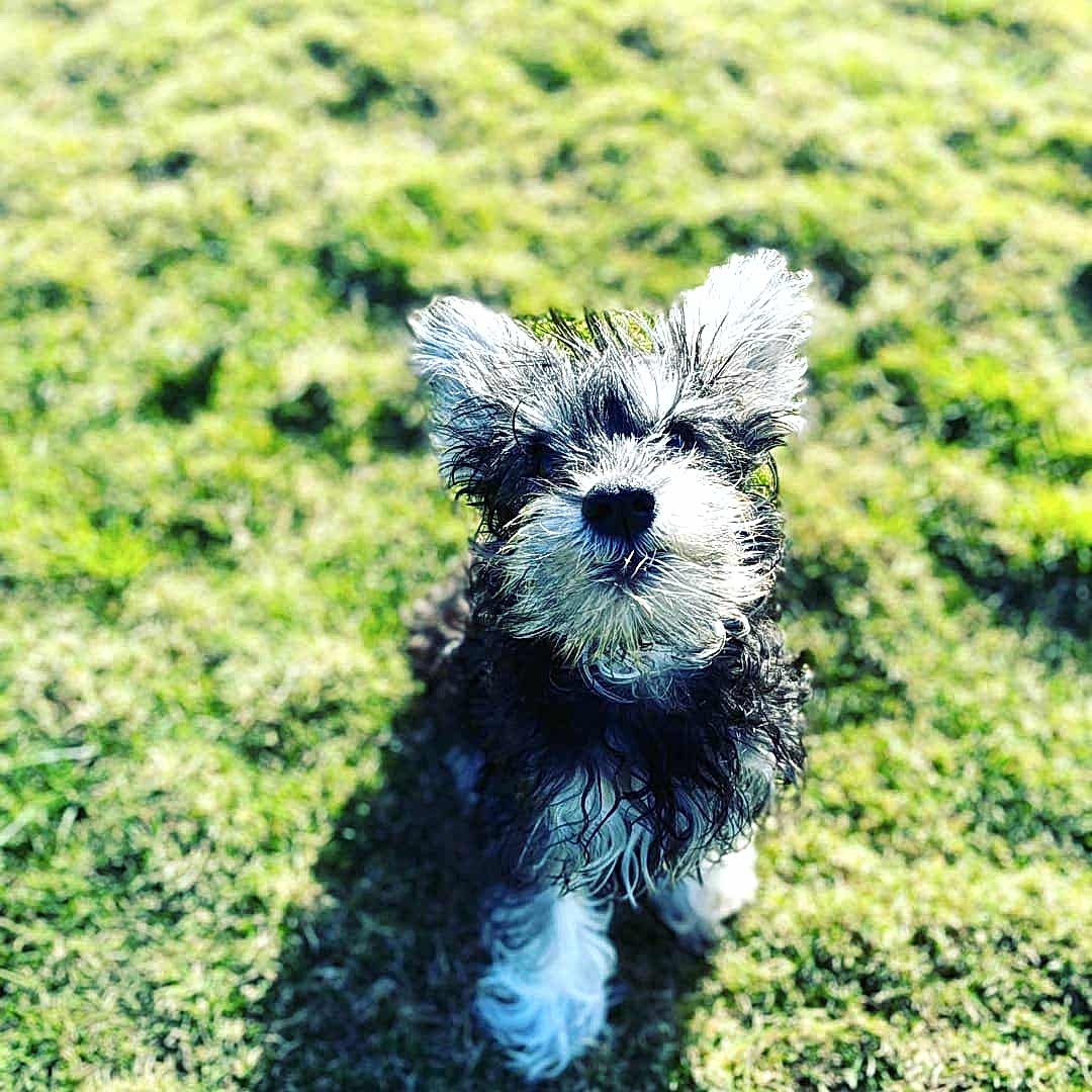 Grande Sole Dog Resort Resim